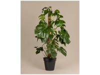 Feey Monstera deliciosa XL Höhe 100 cm