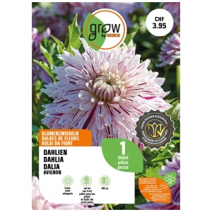 GROW by OBI Dalia Avignon: Fiore color crema con striature bordeaux.