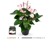 GROW by OBI Flamingoblume Hotlips Anthurium andreanum Topf Ø 17 cm