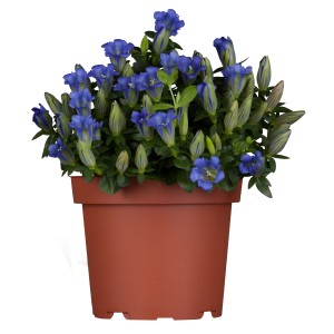 Genziana selvatica blu in vaso (circa 13 cm Ø). La pianta perenne con fiori blu è resistente al gelo.