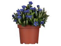 Rauer Garten-Enzian Gentiana Blau Topf Ø ca. 13 cm