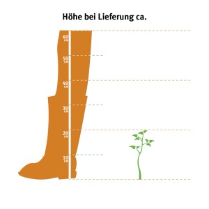 Illustrazione: Salvia da giardino OBI (Salvia) - Altezza alla consegna con stivale come confronto di dimensioni.