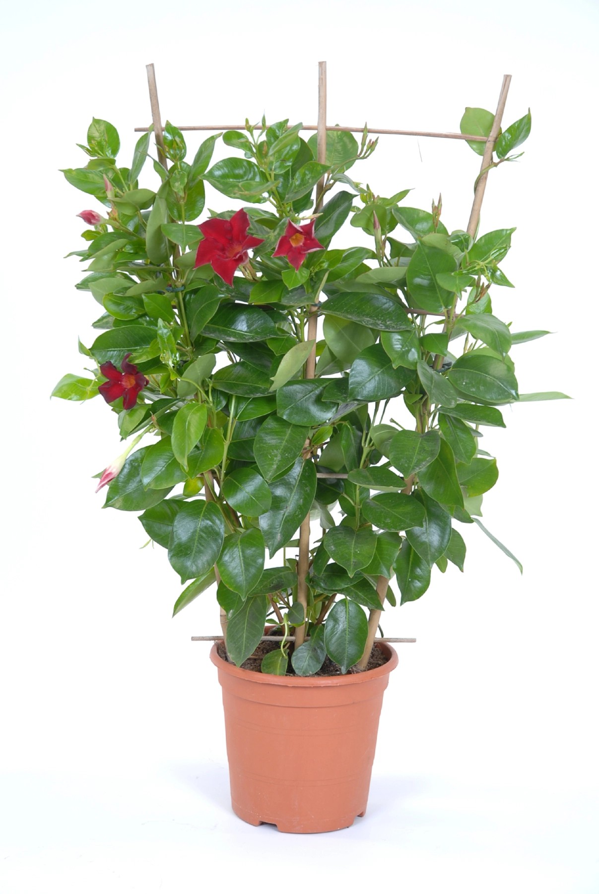 Dipladenia Rio am Spalier Topf 17 cm kaufen bei OBI