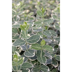 Fusain rampant Emerald Gaiety à feuilles vertes et blanches en pot de 6 l.