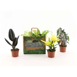 Trio de plantes vertes en pot paperbag, composé de trois plantes d'intérieur différentes.