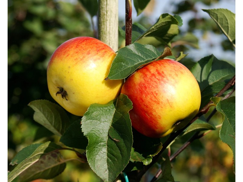 Obstbaum Apfelbaum im 10lContainer kaufen bei OBI