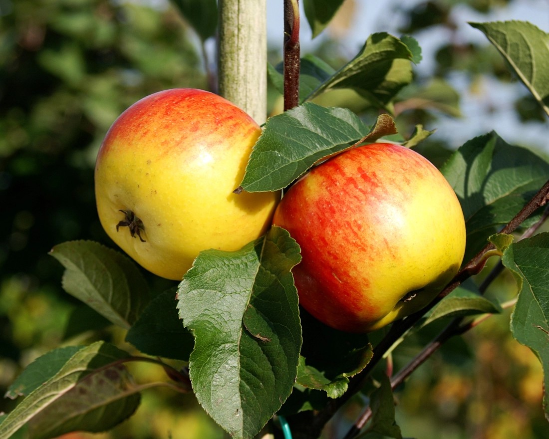 Obstbaum Apfelbaum im 10lContainer kaufen bei OBI