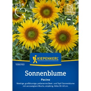 Graines de tournesol Kiepenkerl Pacino avec des fleurs jaune vif.