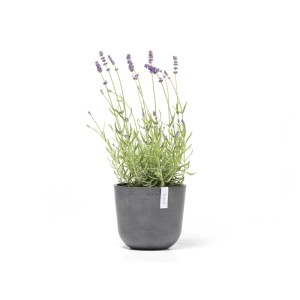 Pot de fleurs gris Ecopots Oslo Mini 19 cm avec lavande sur fond blanc.