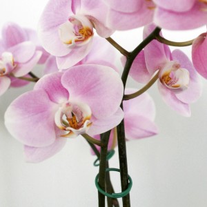 Attaches anneaux (30 pcs) sur tige d'orchidée. Accessoire de jardin pour plantes.