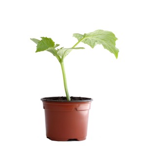 Jeune concombre doigt bio en pot marron (Ø 11 cm).