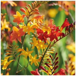 Grow by OBI Crocosmia Mixed: Bulbi di fiori con fioriture arancioni, rosse e gialle.