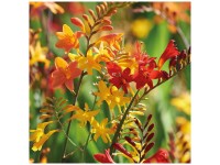 Grow by OBI Crocosmia en mélange 25 pcs