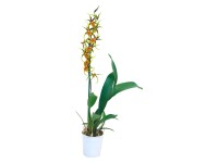 Cambria-Orchidee Mystic Maze Vuylstekeara 1-Trieber Gelb Topf Ø 11 cm Cambria-Orchidee Mystic Maze Vuylstekeara 1-Trieber Gelb Topf Ø 11 cm