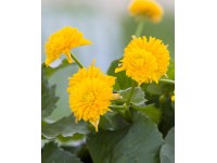 Gefüllte Sumpfdotterblume Gelb Topf Ø ca. 9 cm