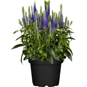 GROW by OBI Veronica spicata in vaso, spighe di fiori viola e foglie verdi.