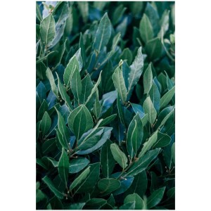 Gros plan d'un laurier noble (Laurus nobilis) en pot, feuilles vertes.
