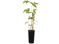 GROW by OBI Bio Himbeere Aroma Queen Rubus Topf 2 l / Höhe 20 - 30 cm