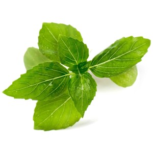 Basilic cannelle bio frais pour jardin intérieur Véritable. Graines d'herbes aromatiques avec feuilles vertes.