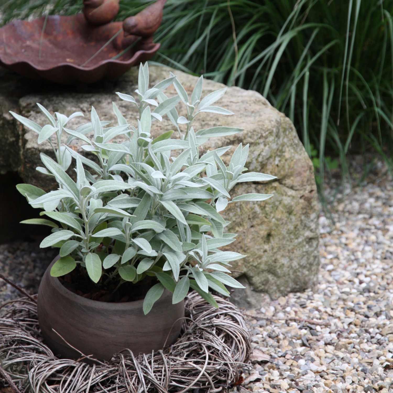 Pianta Di Salvia Officinalis In Vaso ø14cm - Aromatica E Ornamentale Da Balcone, Vivaio Di Castelletto - Foto 3