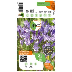 Grow by OBI Brodiaea Queen Fabiola, bulbi da fiore blu, 25 pezzi per aiuole e vasi.