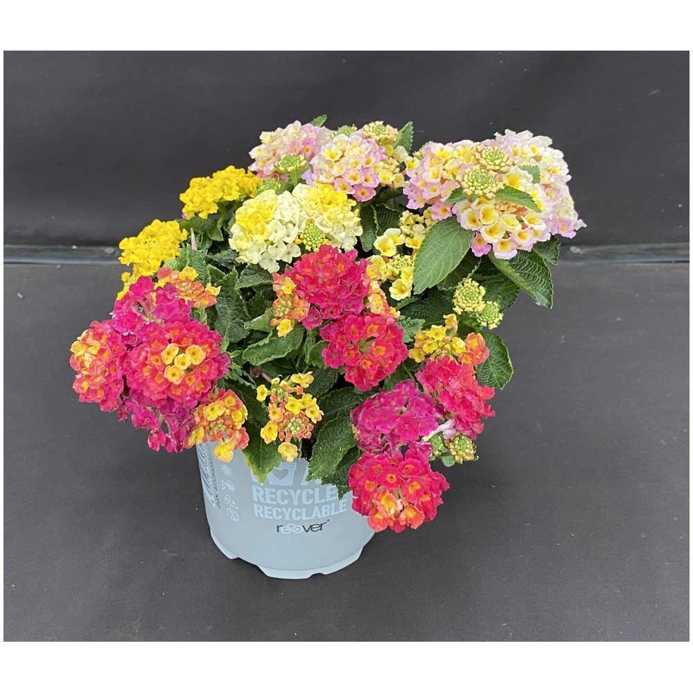 GROW by OBI Wandelröschen Trio Lantana camara Topf Ø 13 cm kaufen bei OBI