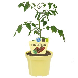 Tomate Balcon Blu en pot, env. 12 cm Ø. Variété compacte pour balcon et terrasse.