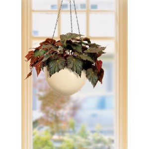 Cesto sospeso Scheurich 845 color crema Ø 18 cm con pianta davanti alla finestra.