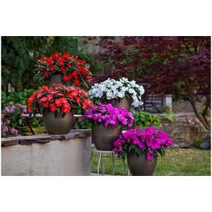 Plantes de parterre et de balcon de différentes couleurs disposées dans un pot (Ø 11 cm).