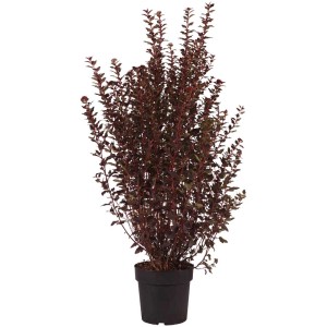 Fisocarpo 'Magical Sweet Cherry Tea' in vaso da 4,5 l con foglie rosso-marroni.