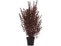 Blasenspiere Magical Sweet Cherry Tea Physocarpus opulifolius Topf 4,5 l