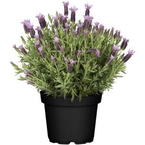 Lavande papillon en pot avec fleurs violettes et feuilles vertes. Lavande GROW by OBI.
