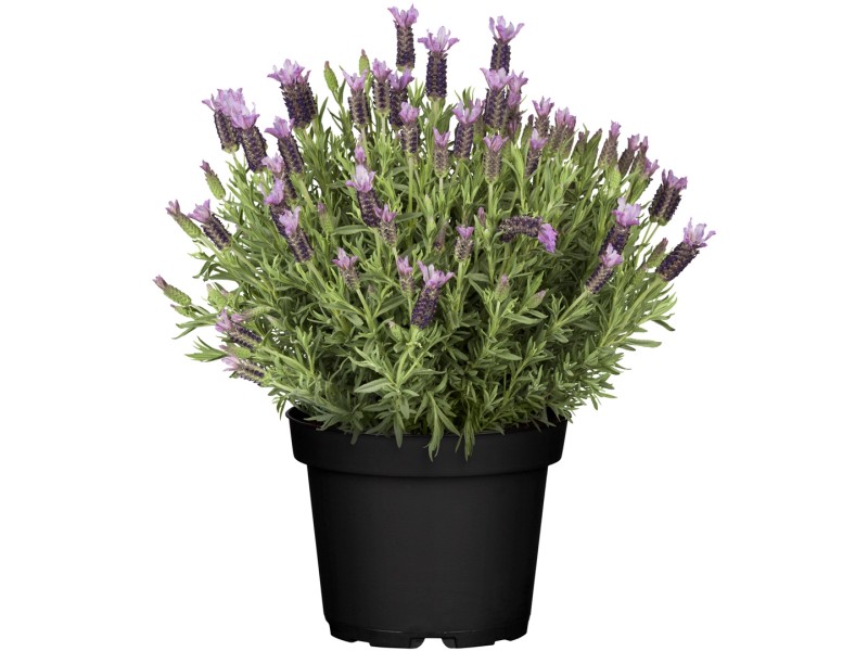 Lavanda