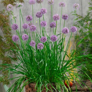 Aglio Blu da giardino in vaso con fiori viola e foglie verdi.