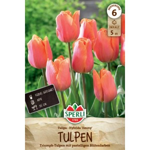 Tulipe Triomphe Sperli Jimmy, fleurs rose carmin et orange en massif ou pot.