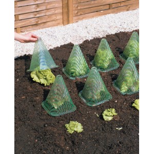 Cloches de protection vertes (5 pcs.) protègent la salade des limaces et du temps.