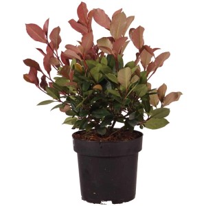 Photinia Little Red Robin in vaso, foglie rosse e verdi.
