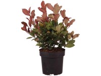 Glanzmispel Little Red Robin Photinia fraseri Topf 2,8 l