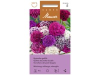 Bartnelke gefüllt Mischung Bartnelke gefüllt Mischung