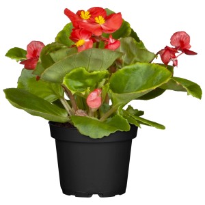 Bégonia semperflorens en pot, fleurs rouges et feuilles vertes. Plante dressée populaire pour massifs et balcons.