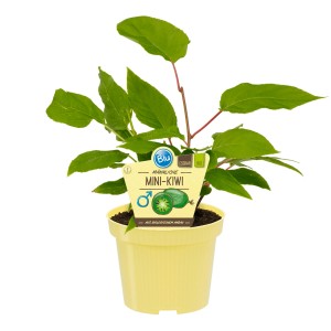 Plant de Mini-Kiwi mâle en pot, utilisé comme pollinisateur pour les plants de Kiwi.