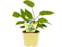 Blu Mini-Kiwi Weiki männlich Actinidia arguta Topf Ø ca. 12 cm