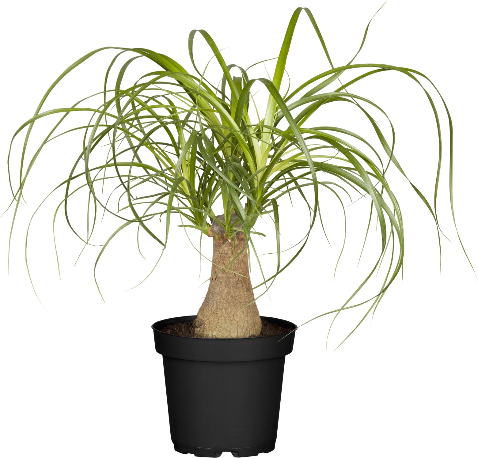 Elefantenfuss Topf Ø ca. 14 cm kaufen bei OBI