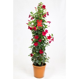 Dipladenia Sundaville piramidale in vaso, fiori rossi e foglie verdi. Pianta da vaso fiorita.