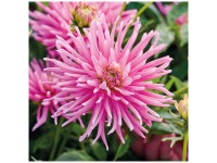 Grow by OBI Dahlie Park Princess Rosa 1 Stk. Grow by OBI Dahlie Park Princess Rosa 1 Stk.