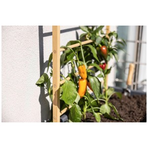 Tuteur échelle en bois Windhager avec plant de poivron en carré potager.