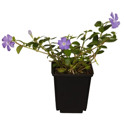 Kleinblättriges Immergrün Vinca minor verschieden Sorten Topf 9 x 9 cm / Höhe 5