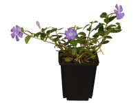 Kleinblättriges Immergrün Vinca minor verschieden Sorten Topf 9 x 9 cm / Höhe 5