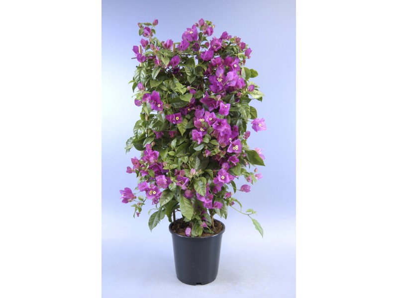 Bougainvillea am Spalier Topf 21 cm kaufen bei OBI