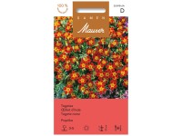 Tagetes Paprika Tagetes Paprika